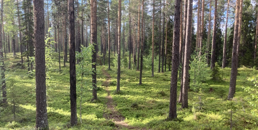 Bilden visar tallskog